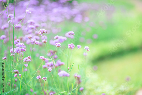 Close-up natural background view of the purple flower beds (Verbena), the blurring of the wind blowing, to decorate in the park or coffee shop for customers to take pictures. © bangprik