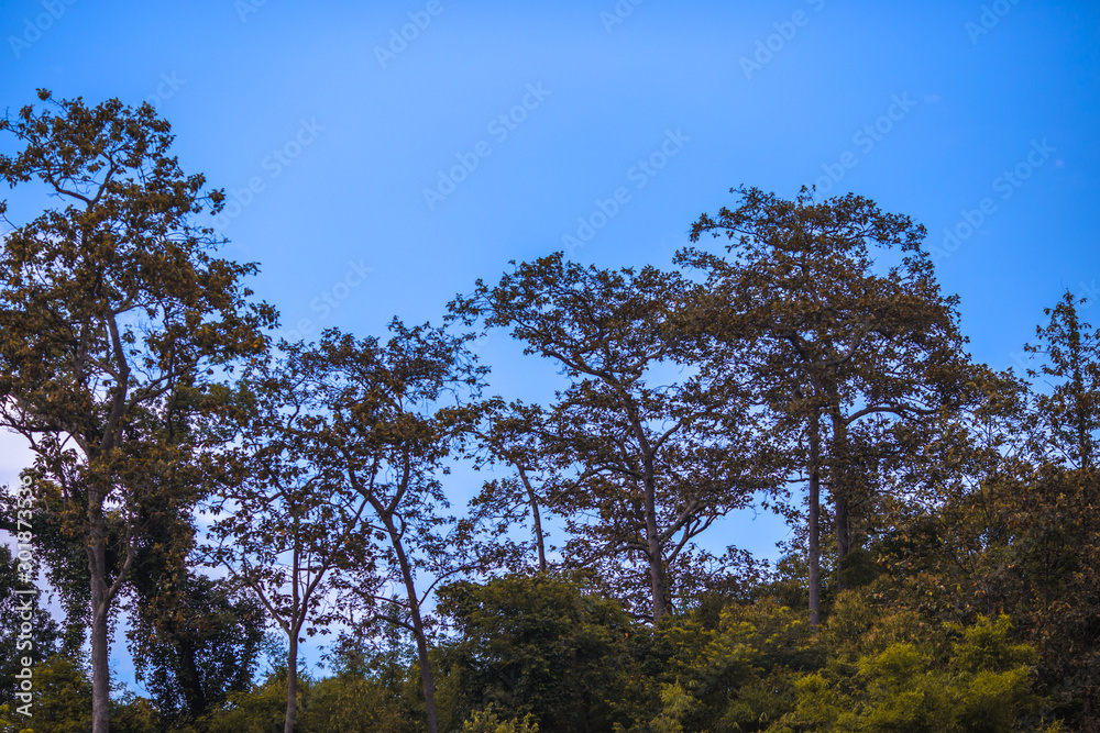 Close-up natural background view of trees growing at the foothills, blurred winds, cool weather Close-up natural background view of trees growing at the foothills, blurred winds, cool weather