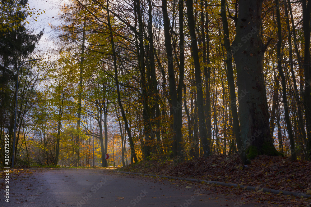 Fototapeta premium Autumn landscape, trees in the park forest green yellow red leaves branches, shimmering light warm sun nature views