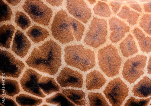 Giraffee up close