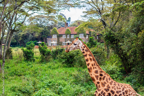 giraffe colonial house