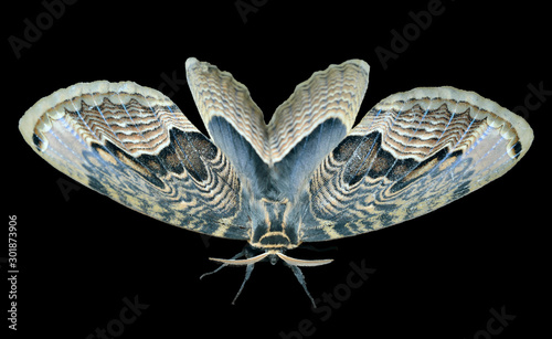 Butterfly (Brahmaea tancrei) 4