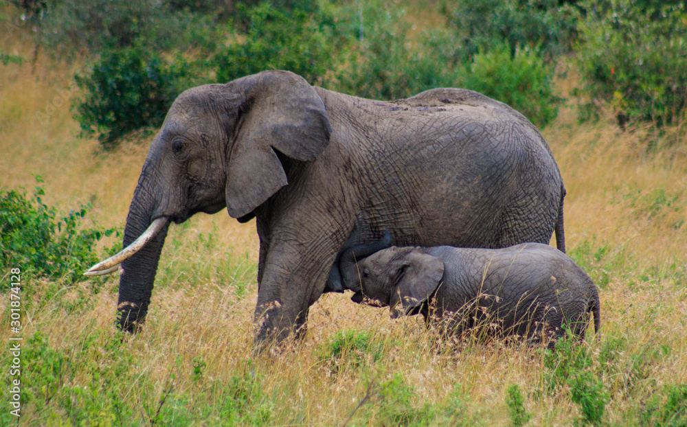 elephant milking in Serengeti National Park safari