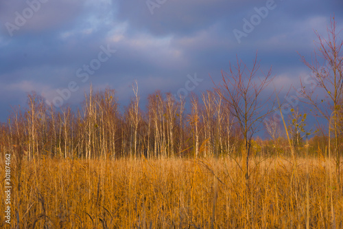 Autumn landscape, reeds and wood before sunset, lit by warm sun, nature, view, plants, blue sky and clouds