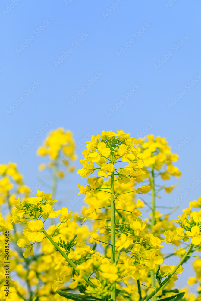 Yellow rape flower bloom in countryside farmland. Yellow rape flower bloom in countryside farmland.