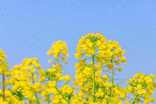 Yellow rape flower bloom in countryside farmland.