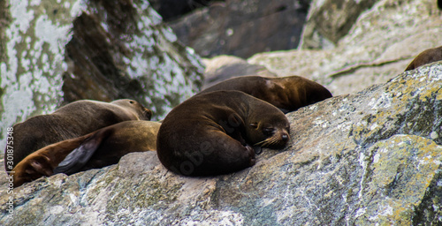 seals on the rocks
