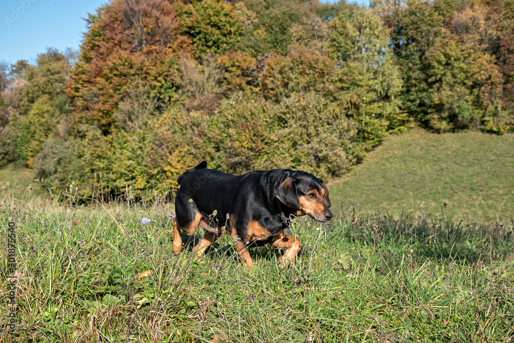 Domestic half-breed dog advancing in a meadow, hunting (primordial instinct) with a forest as background