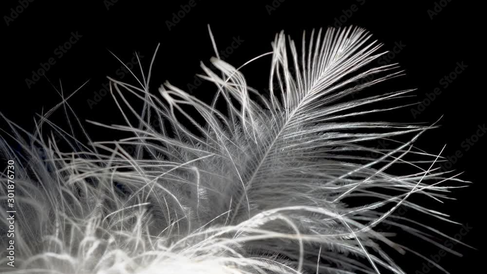 Macro close-up of white bird feather wind on a black background.