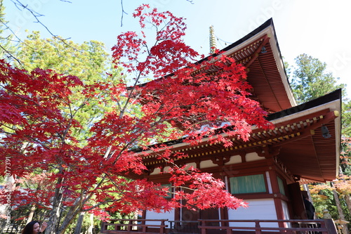 高野山　紅葉