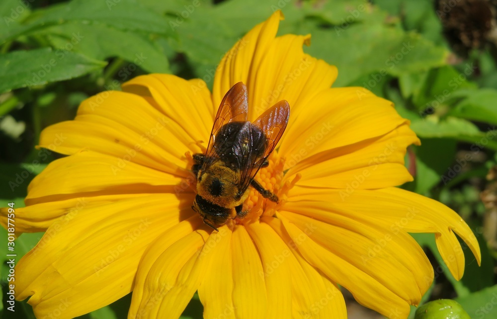 Tropical bumblebee on yellow flower in Florida nature, closeup Tropical bumblebee on yellow flower in Florida nature, closeup