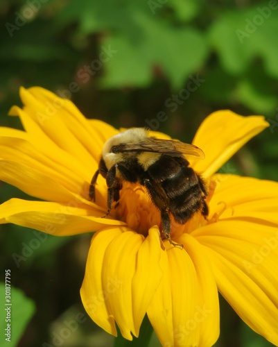 Tropical bumblebee on yellow flower in Florida nature, closeup