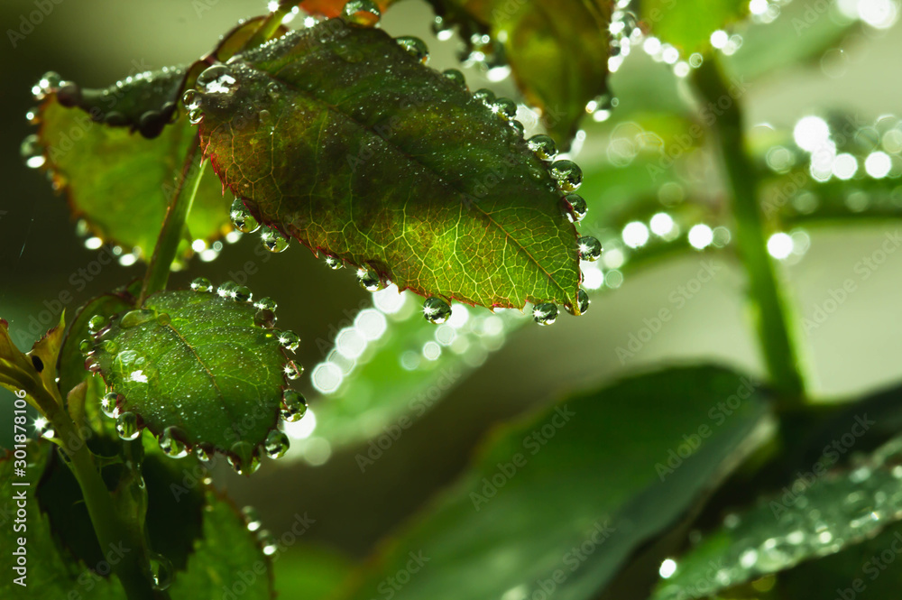 Fresh rose leaves after rain with big and small clear water drops closeup. Beauty of nature in summertime. Rain drops closeup on rose bush branch Fresh rose leaves after rain with big and small clear water drops closeup. Beauty of nature in summertime. Rain drops closeup on rose bush branch