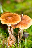 Mushroom close up in wild nature background fifty megapixels prints