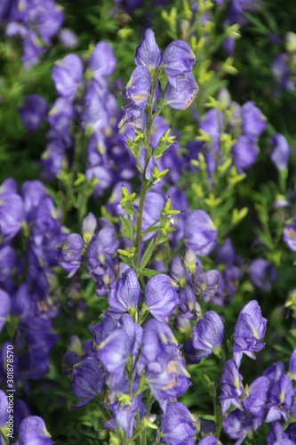 Purple Monkshood, U of A Botanic Gardens, Devon, Alberta