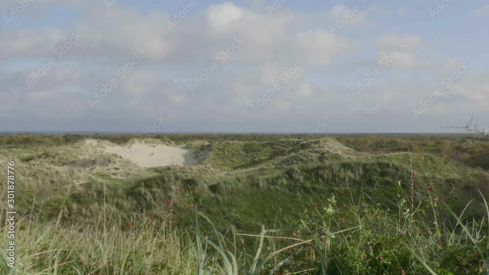 Low angle shot of dunes, marram grass and a blue sky with clouds Low angle shot of dunes, marram grass and a blue sky with clouds