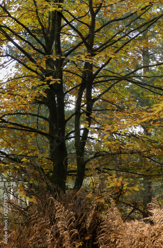 Autumn leaves in the new forest Hampshire