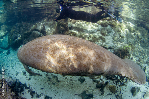A snorkeler swims alongside an enormous West Indian Manatee as it leaves Three Sisters Spring in Crystal River, Florida to forage for food in the nearby river. 