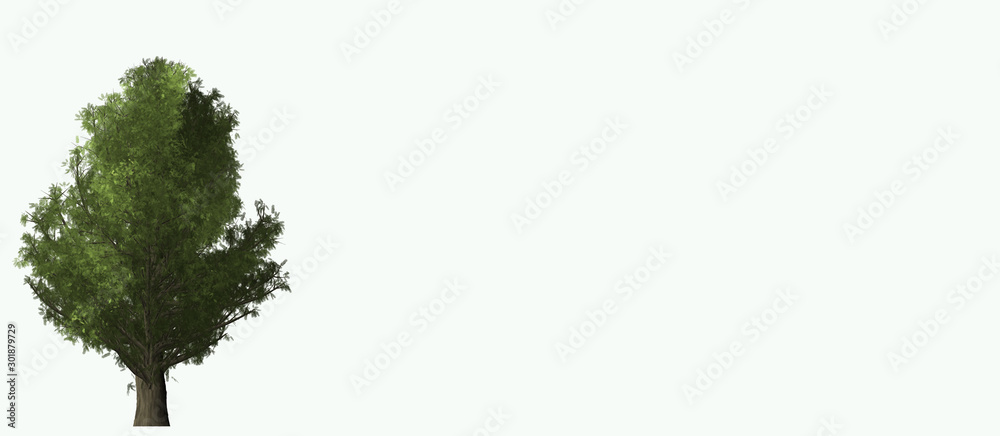 Obraz premium Ginko Tree on White Background
