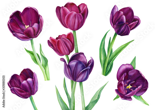 set of spring flowers on an isolated white background  burgundy tulips  watercolor illustration  botanical painting  hand drawing