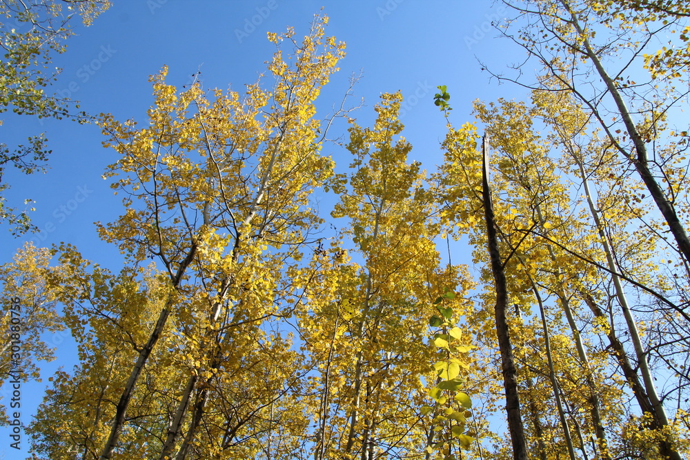 Autumn Above Us, Elk Island National Park, Alberta