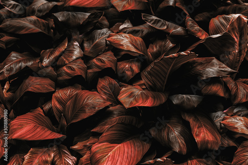 Spathiphyllum cannifolium leaf concept, abstract damask texture, natural background, tropical leaf photo