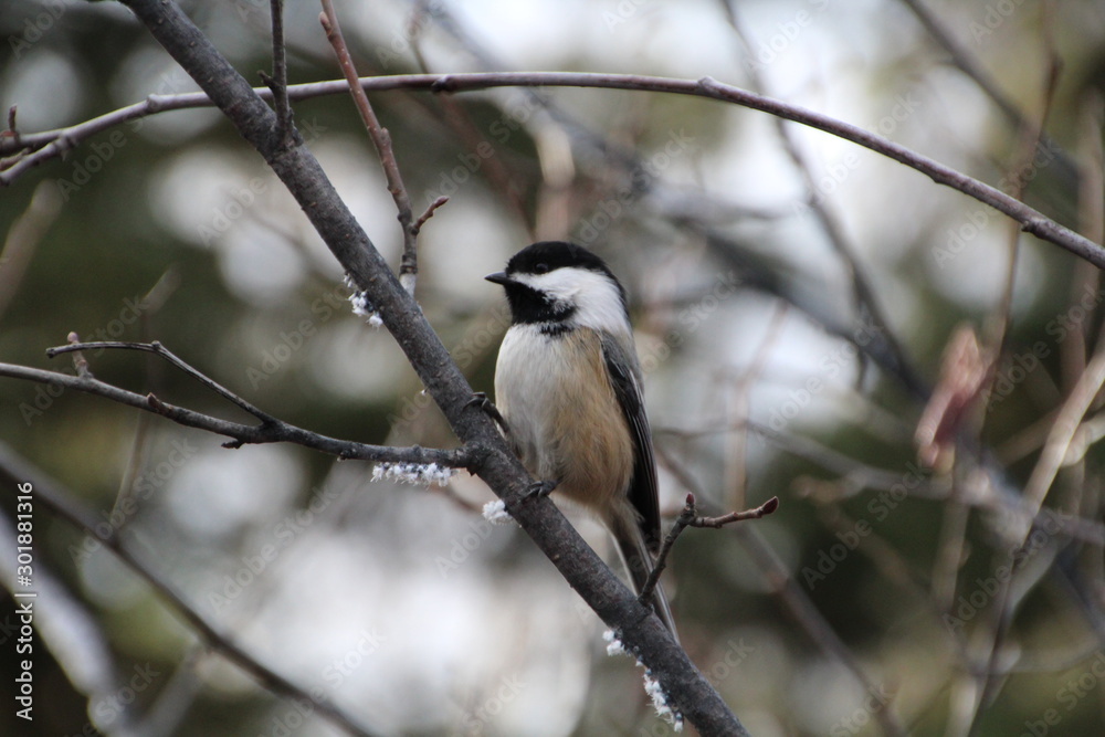 The Chickadee, Whitemud Park, Edmonton, Alberta The Chickadee, Whitemud Park, Edmonton, Alberta