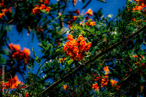 Closeup of colorful flower blooming in summer © ahinoam