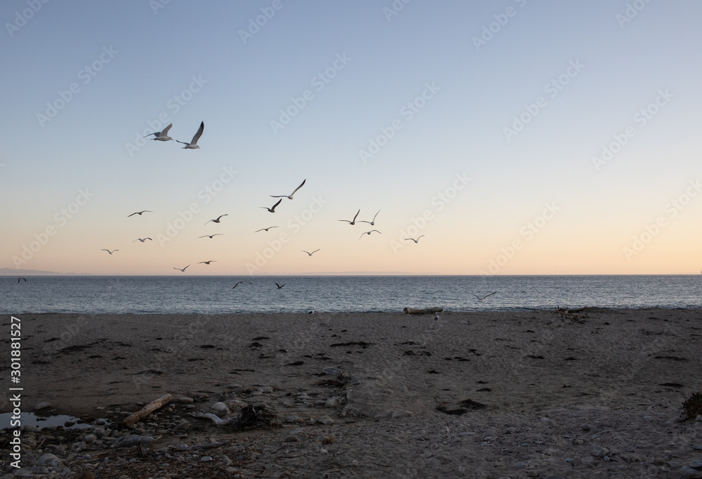 Birds flying on sunset beach