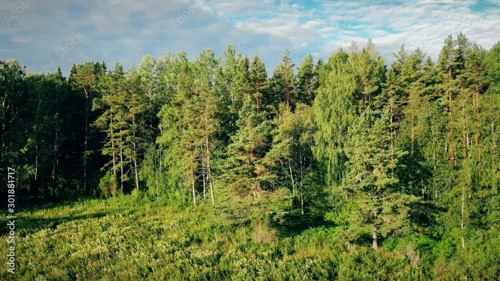 Green trees forest woods beauty of Sweden on a bright sunny day, drone shot Green trees forest woods beauty of Sweden on a bright sunny day, drone shot