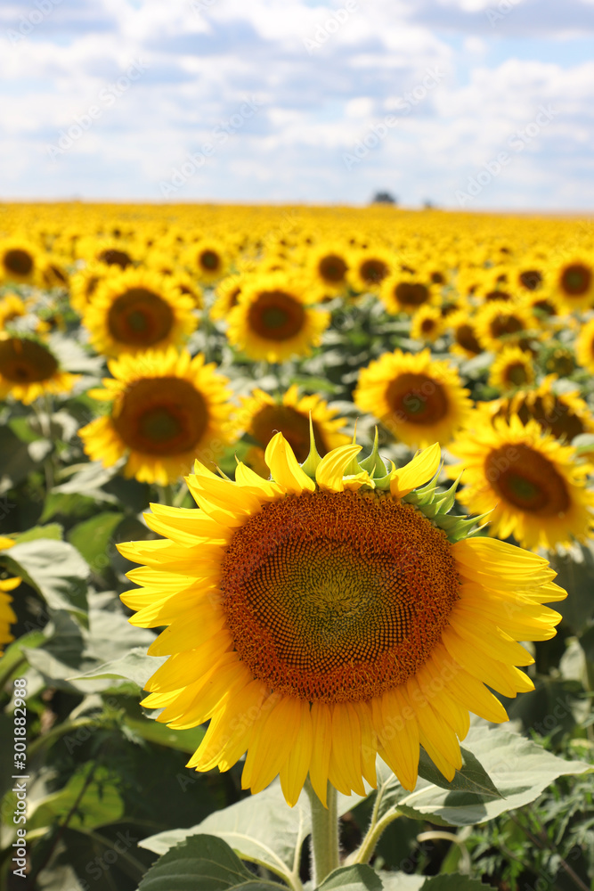 Fototapeta premium Sunflower close-up on the sunflower field background, shallow focus