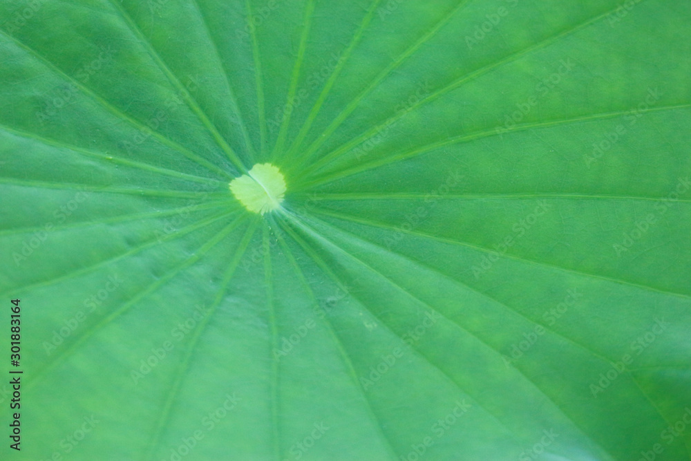 Green lotus leaf surface texture background. Green lotus leaf surface texture background.
