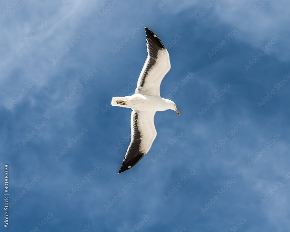 seagull in flight seagull in flight