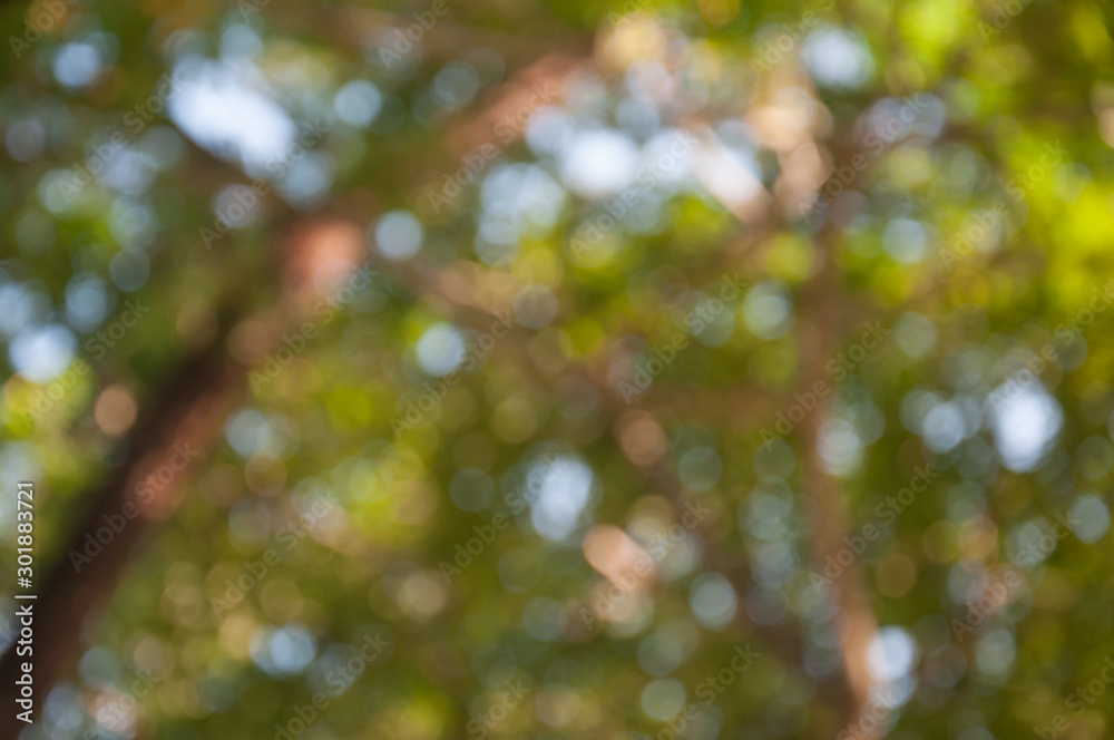 Natural outdoors bokeh in green and yellow tones Natural outdoors bokeh in green and yellow tones