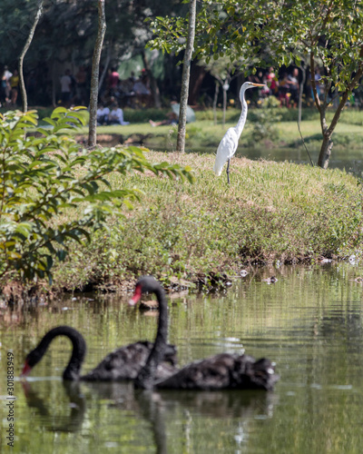 swan and cygnets