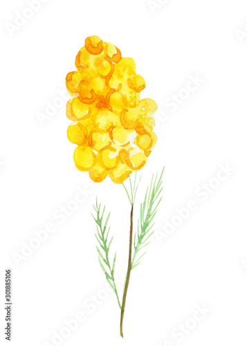 branch of mimosa on a white background, watercolor illustration, hand drawing