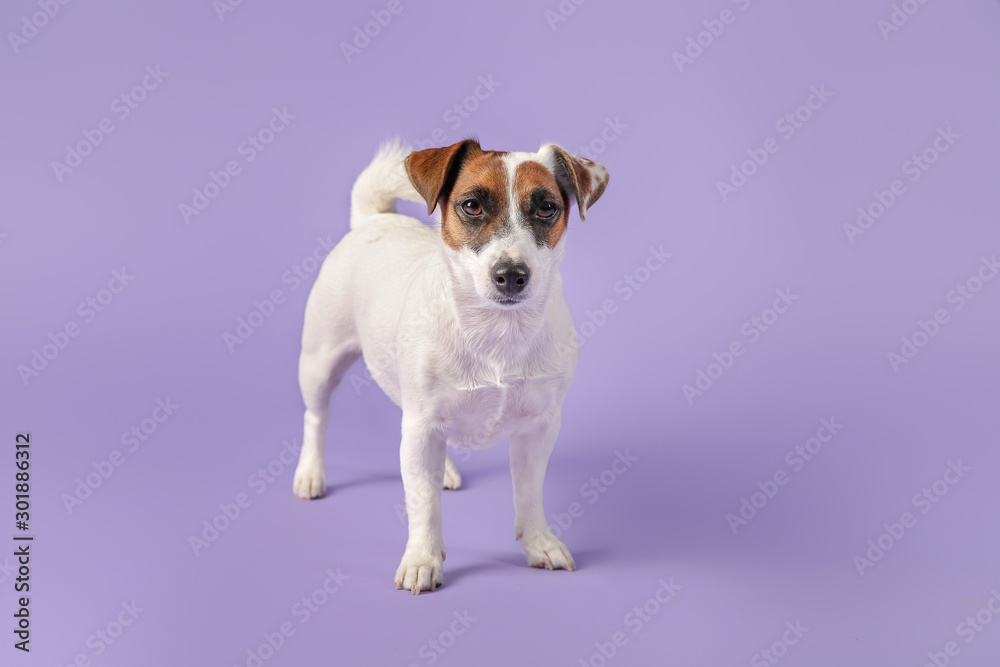 Cute Jack Russell Terrier on color background