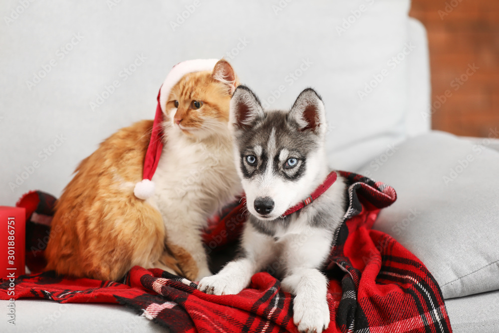 Cute cat with dog resting on sofa at home on Christmas eve Cute cat with dog resting on sofa at home on Christmas eve