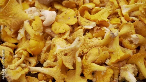 a big plate of golden chanterelles. Close-up shot of fresh mushrooms just after they have been picked photo