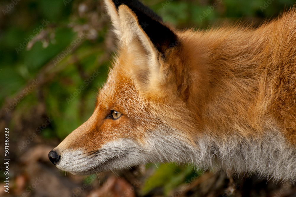 Fototapeta premium red fox