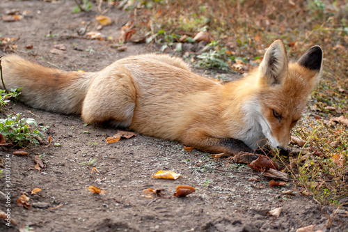 red fox