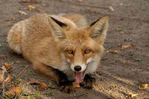 my friend the Fox in September