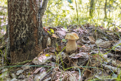 Mushroom "White mushroom" in dry foliage near aspen