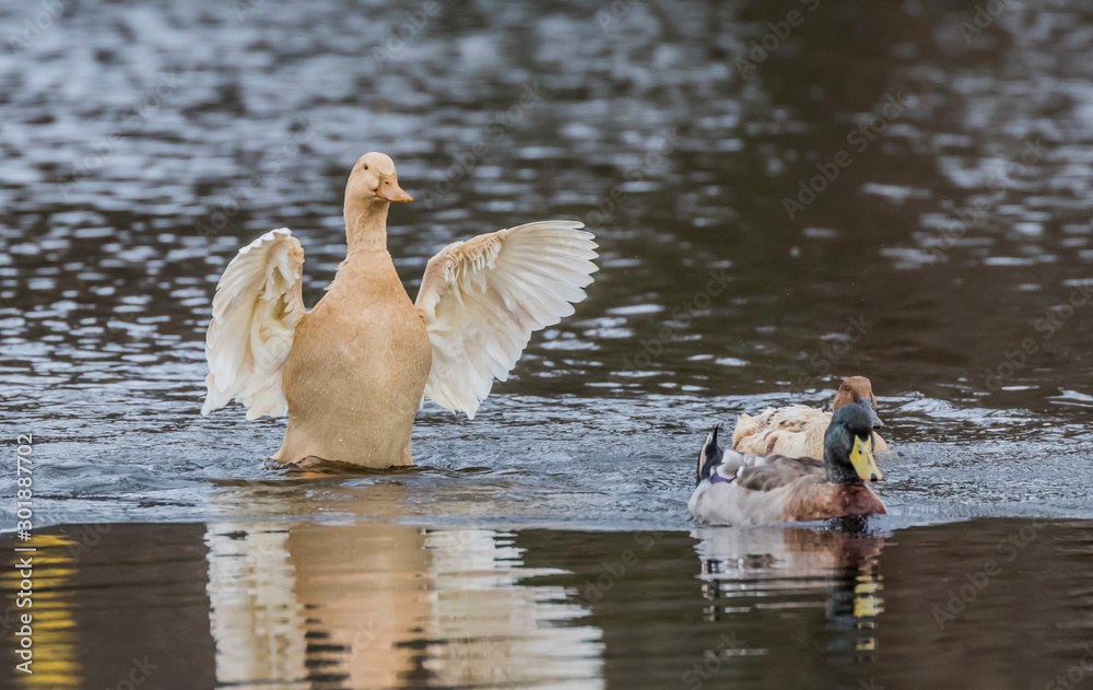 mule or mixed mallard ducks in the water mule or mixed mallard ducks in the water
