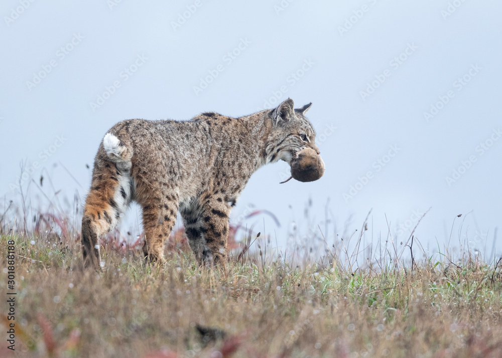 Fototapeta premium Bobcat with Gopher, Point Reyes National Seashore, California, USA