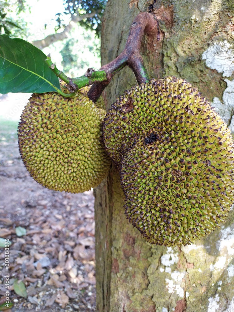 tropical fruit on a tree tropical fruit on a tree