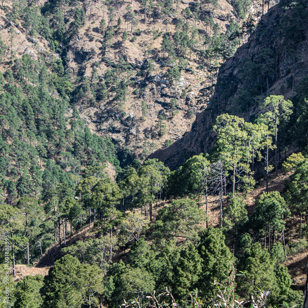 Square crop image of green trees in a mountain forest valley on a beautiful morning