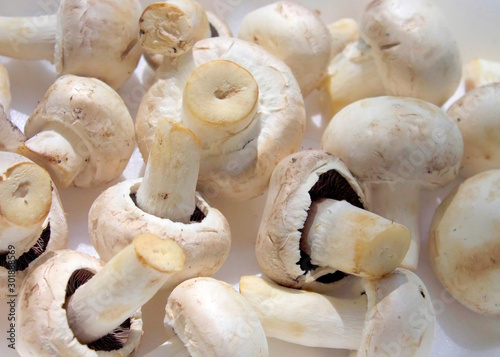 Fotografie Mushrooms.