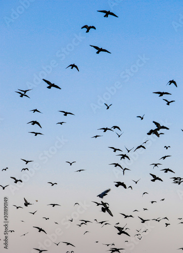 AGGREGATION OF INDIAN PIGEON