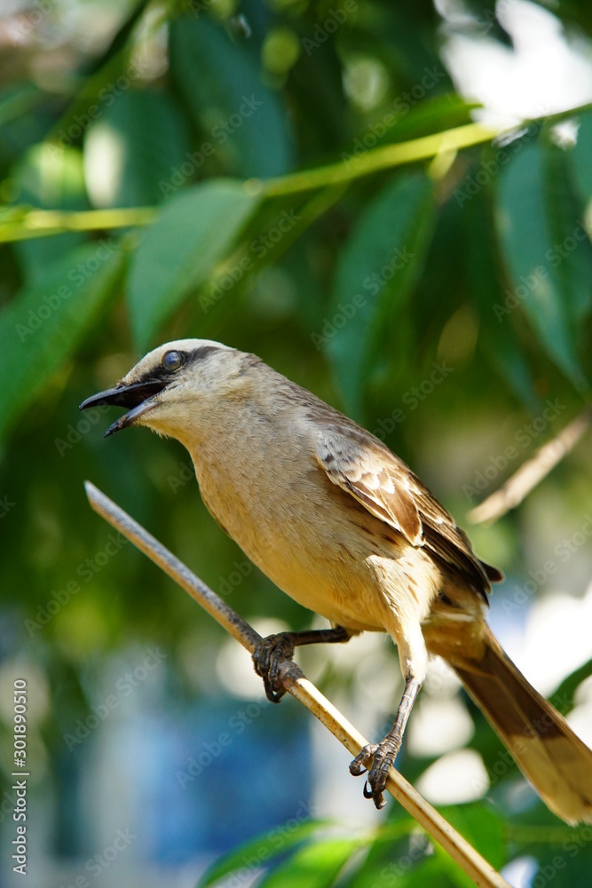 Obraz premium Chalk-browed Mockingbird on a branch